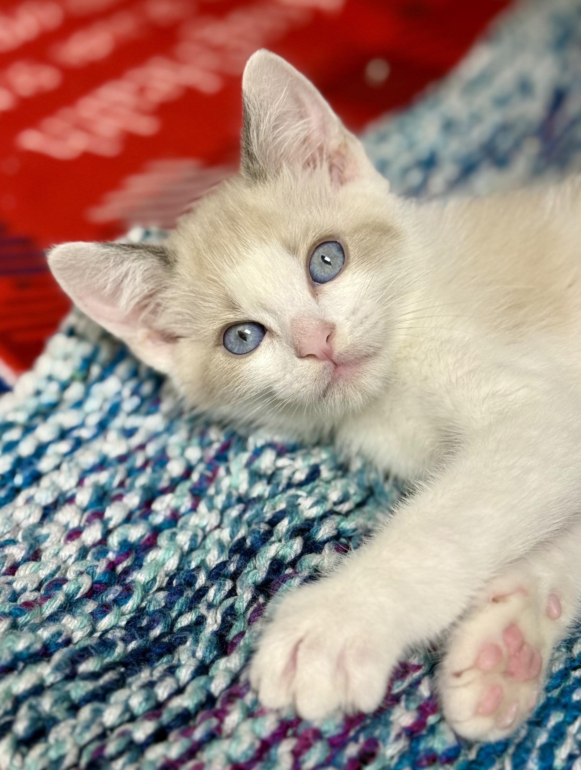 Hodge, adopted, Kitten Male Ragdoll & Siamese.