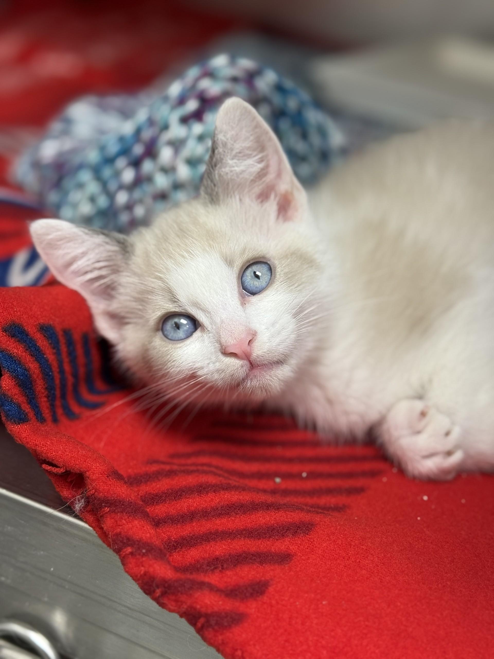 Hodge, an adopted mixed breed in Los Alamitos, CA image 2/6