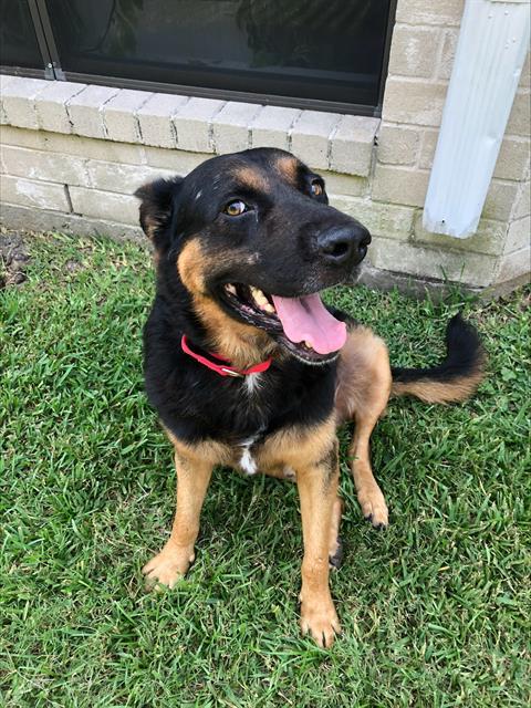 ROCKY, Adoptable, Adult Male German Shepherd Dog & Rottweiler.