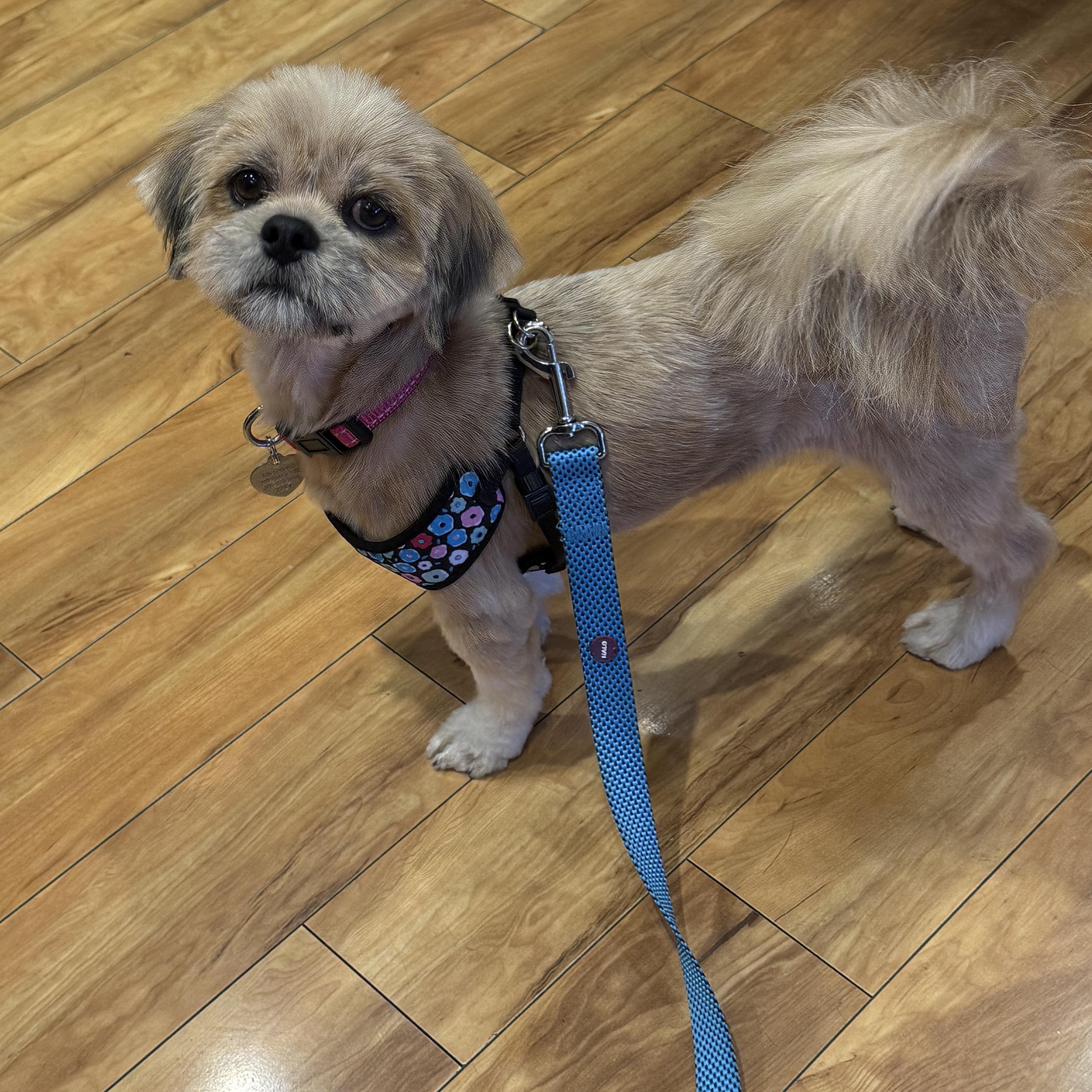 Coco, Adoptable, Young Female Lhasa Apso.