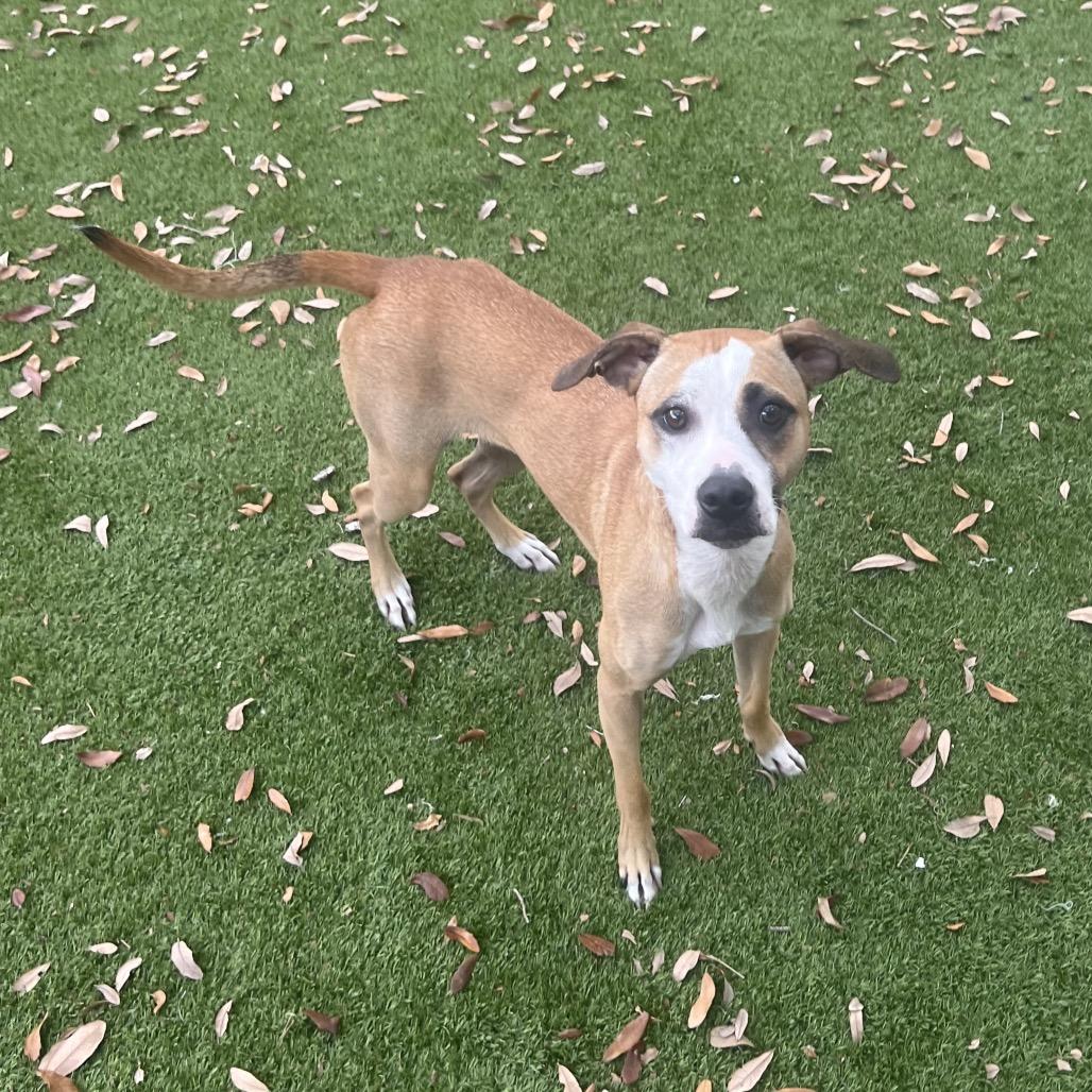 Love Bug (Bugsy) — thumbnail 2