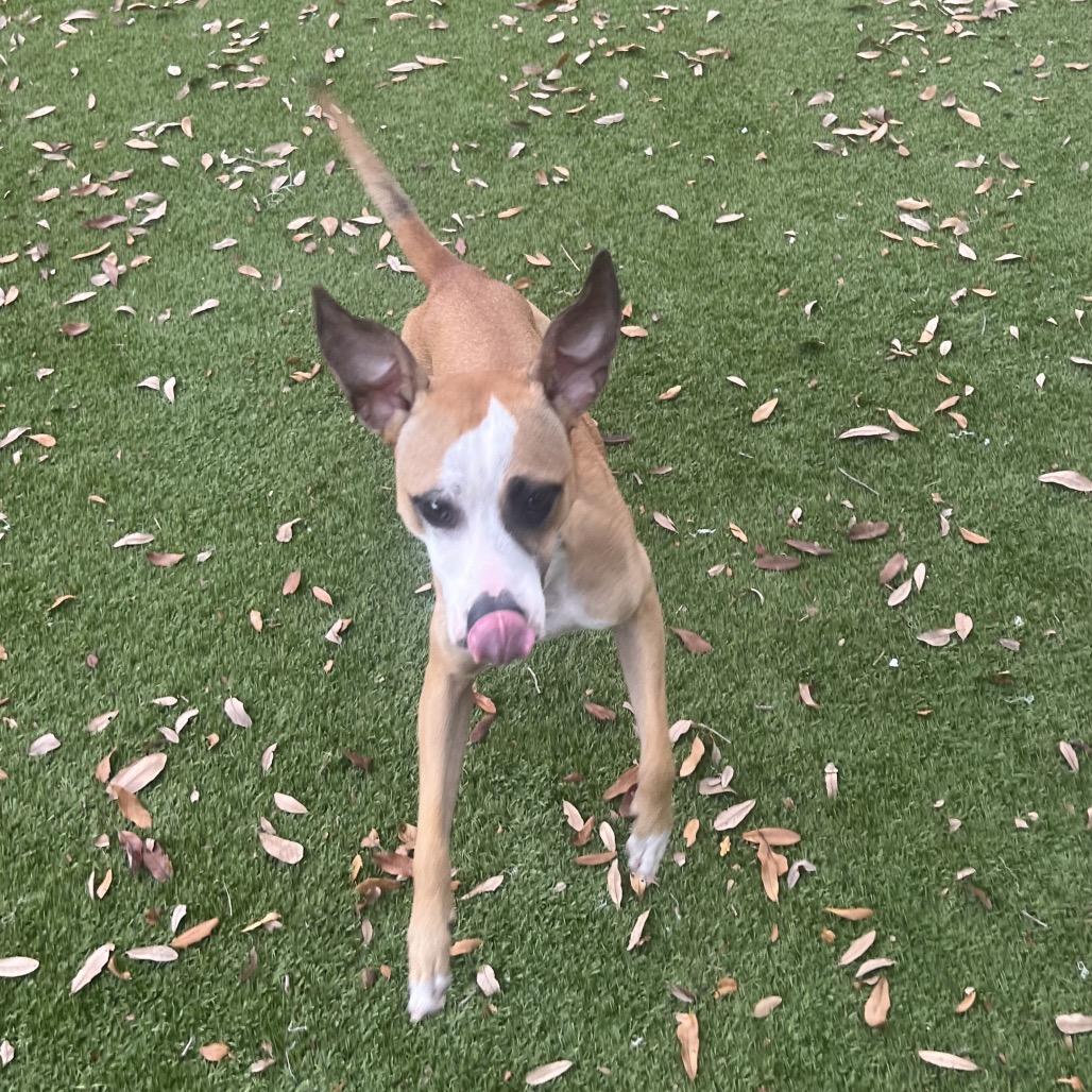 Love Bug (Bugsy) — thumbnail 4