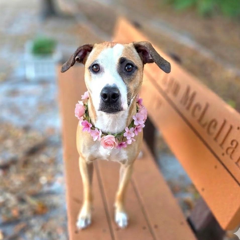 Love Bug (Bugsy) — thumbnail 5