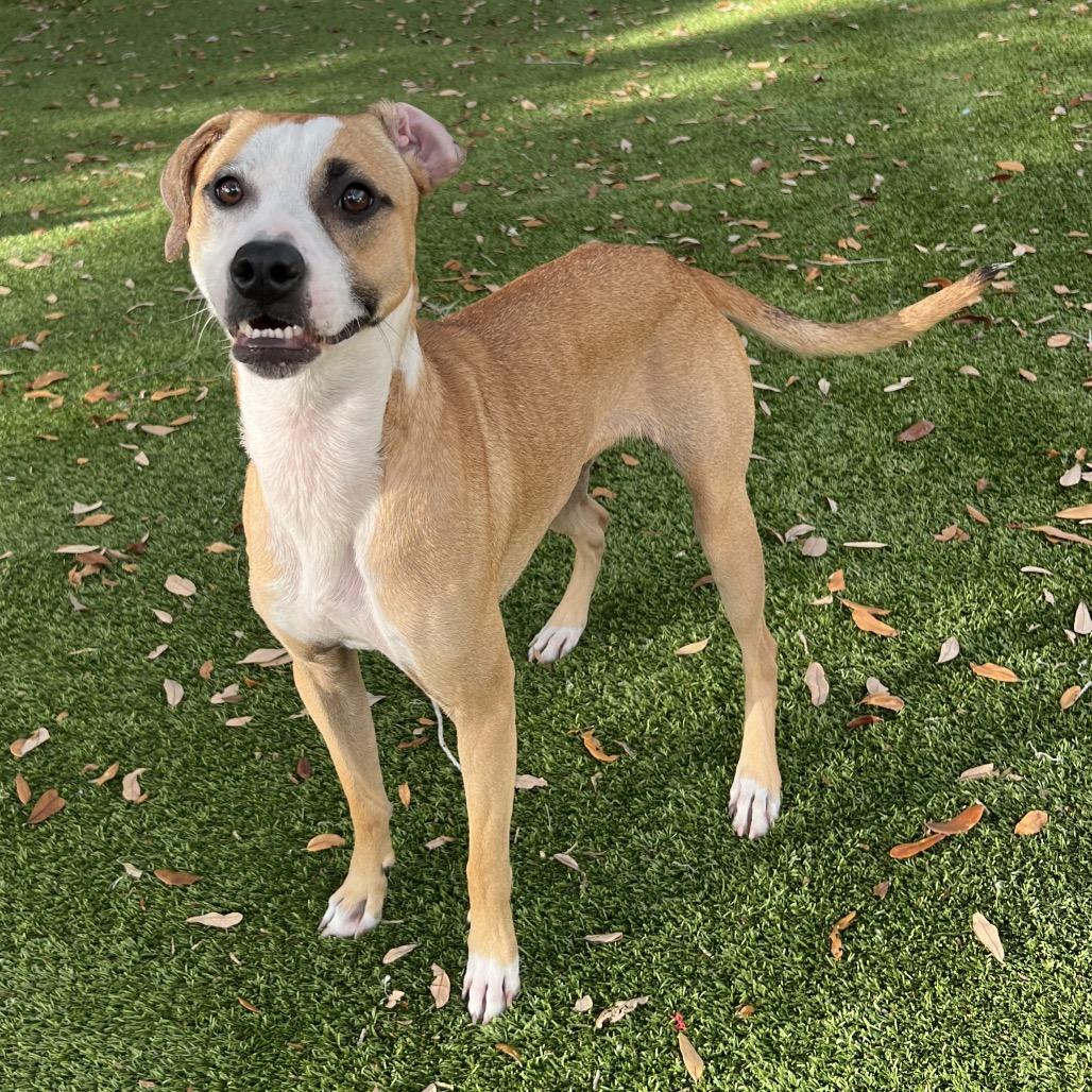 Love Bug (Bugsy) — thumbnail 6