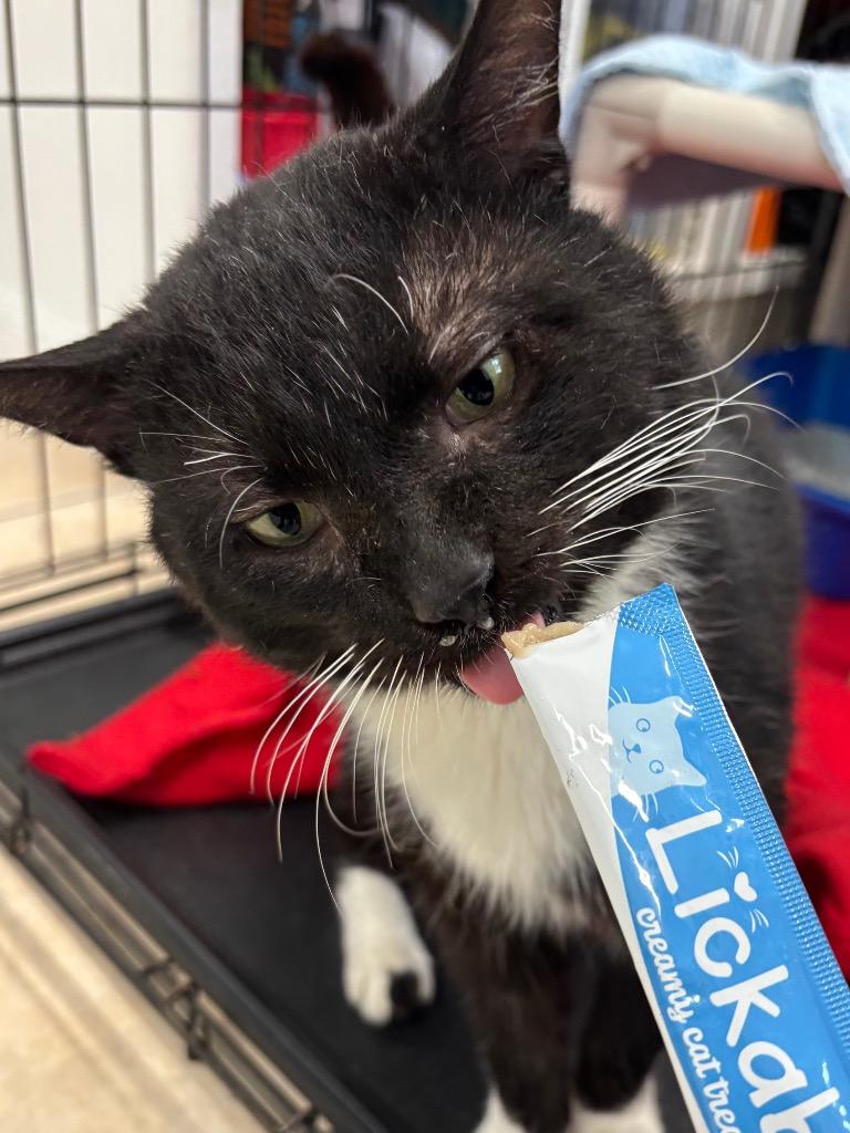 Mochi, Adoptable, Adult Male Domestic Short Hair.