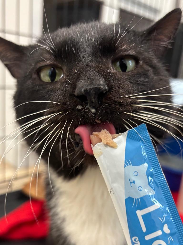 Enlarge Mochi, a Adoptable mixed breed in Fall River, MA image 2/6