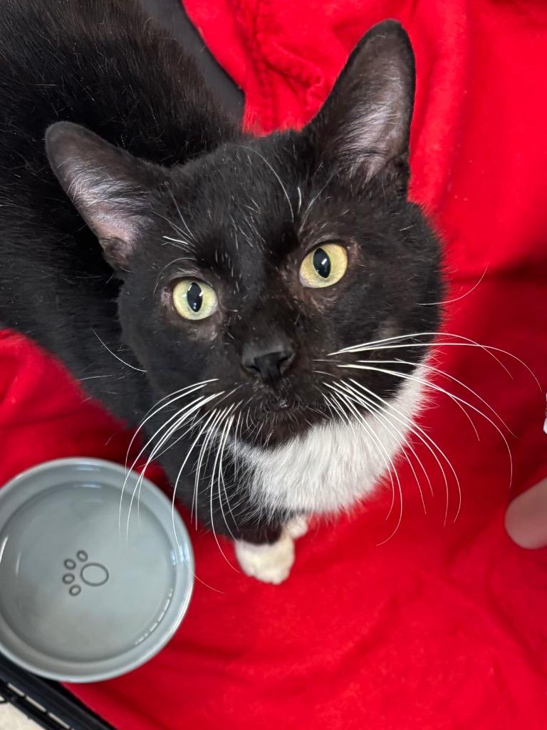 Enlarge Mochi, a Adoptable mixed breed in Fall River, MA image 3/6