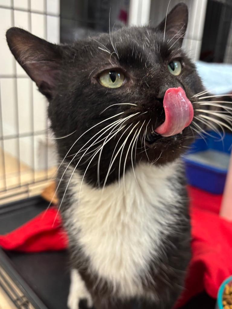 Enlarge Mochi, a Adoptable mixed breed in Fall River, MA image 4/6