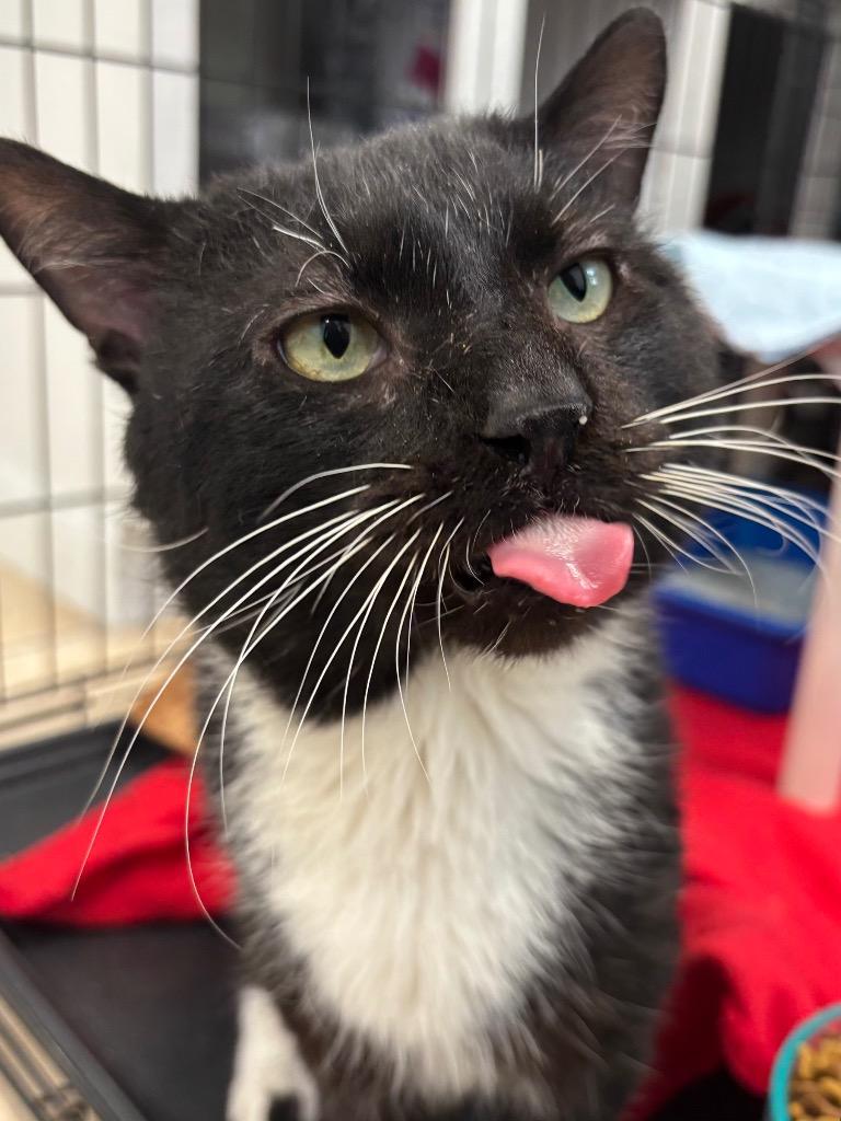 Enlarge Mochi, a Adoptable mixed breed in Fall River, MA image 5/6