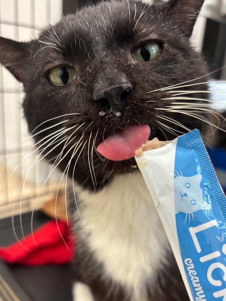 Enlarge Mochi, a Adoptable mixed breed in Fall River, MA image 6/6