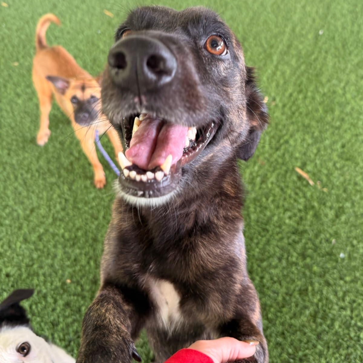 Ruckus, a ADOPTABLE Mixed Breed in Morristown, NJ image 3/3