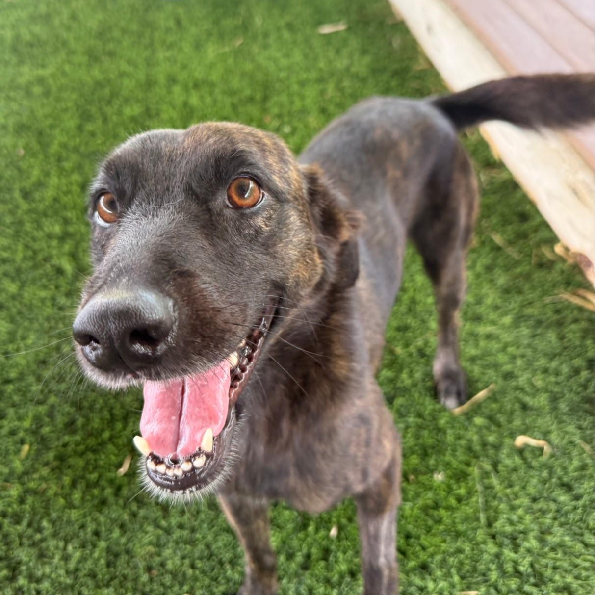 Ruckus, a ADOPTABLE Mixed Breed in Morristown, NJ image 2/3
