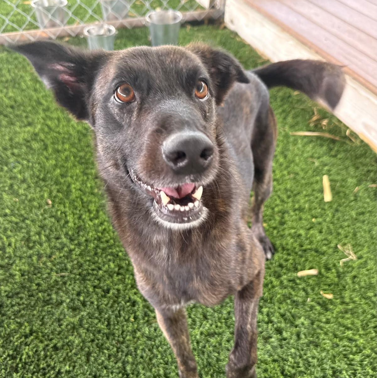 Ruckus, a ADOPTABLE Mixed Breed in Morristown, NJ image 1/3