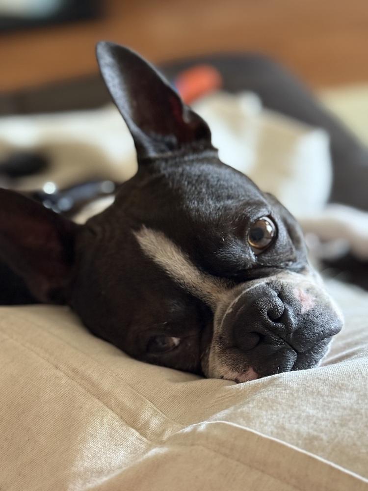 Duke Jackson, a Adoptable Boston Terrier in Jackson, TN image 1/6