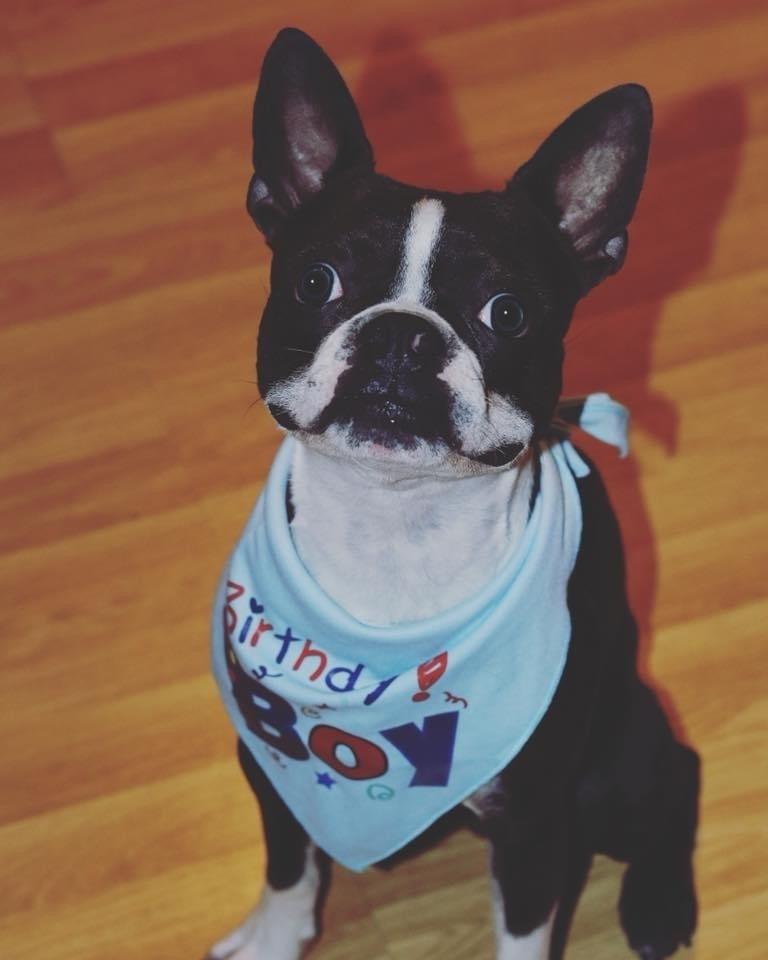 Duke Jackson, a Adoptable Boston Terrier in Jackson, TN image 2/6