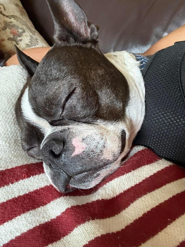 Duke Jackson, a Adoptable Boston Terrier in Jackson, TN image 3/6