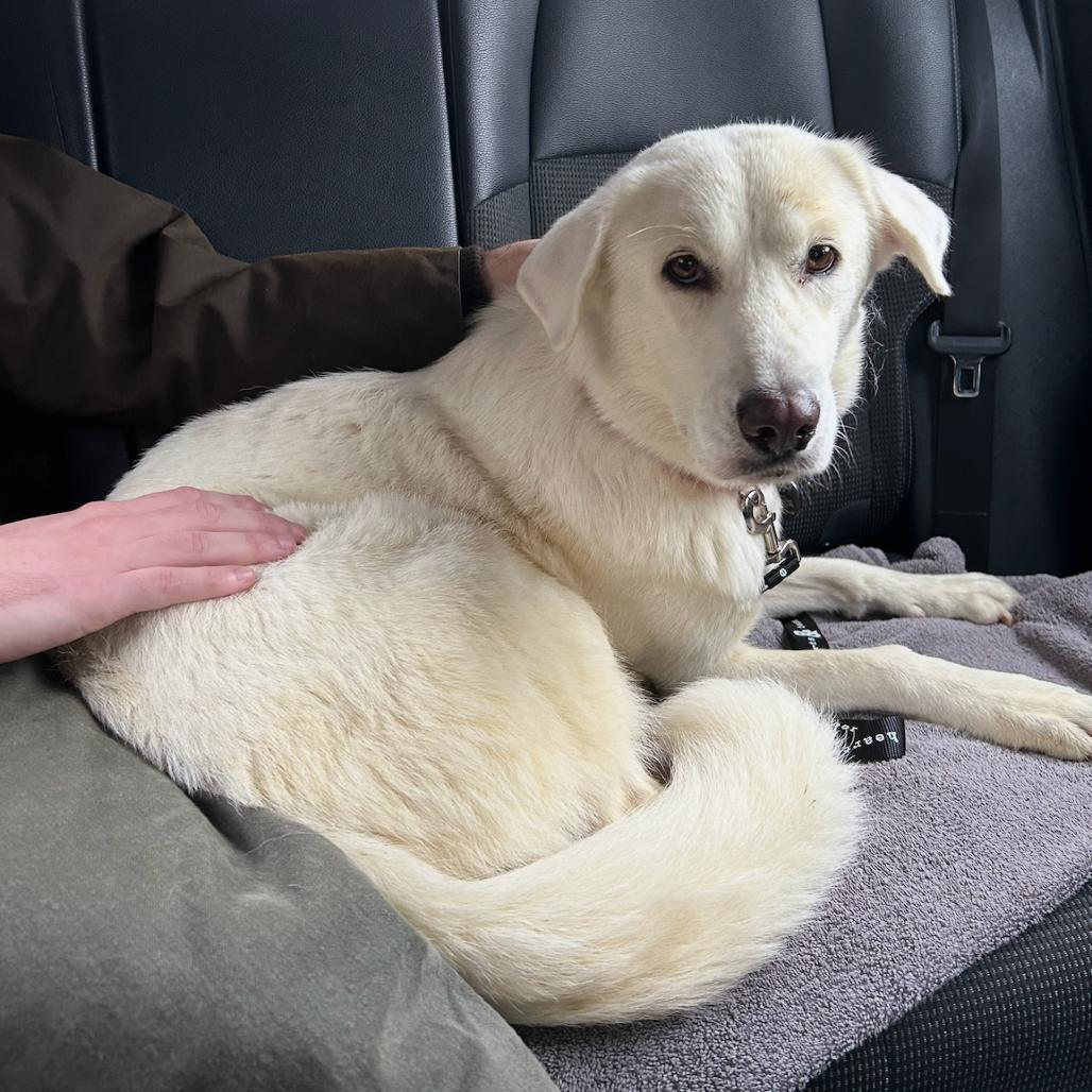 Jolene, Adoptable, Adult Female Great Pyrenees & Labrador Retriever.