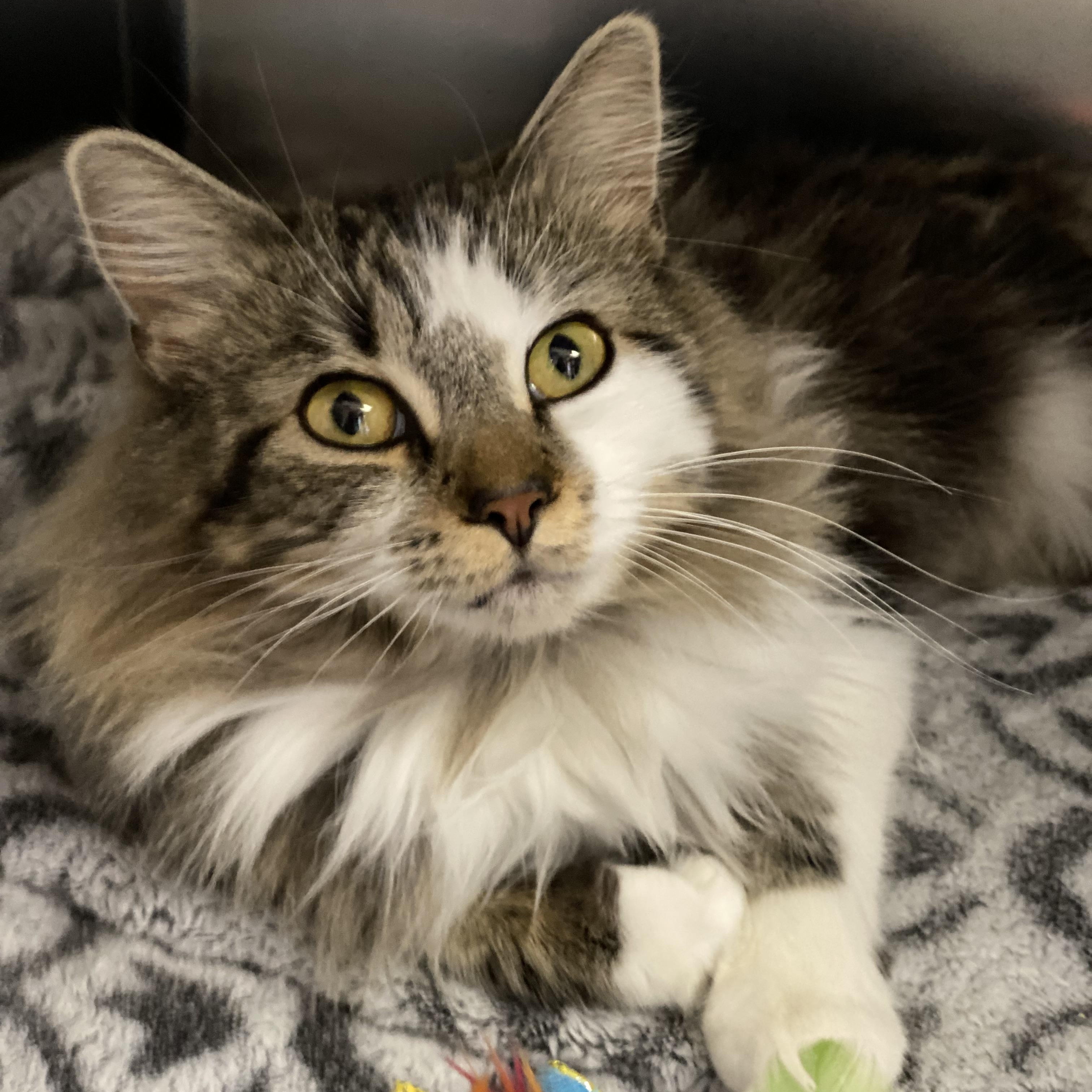 Mrs. Claws, adoptable, Adult Female Domestic Long Hair.
