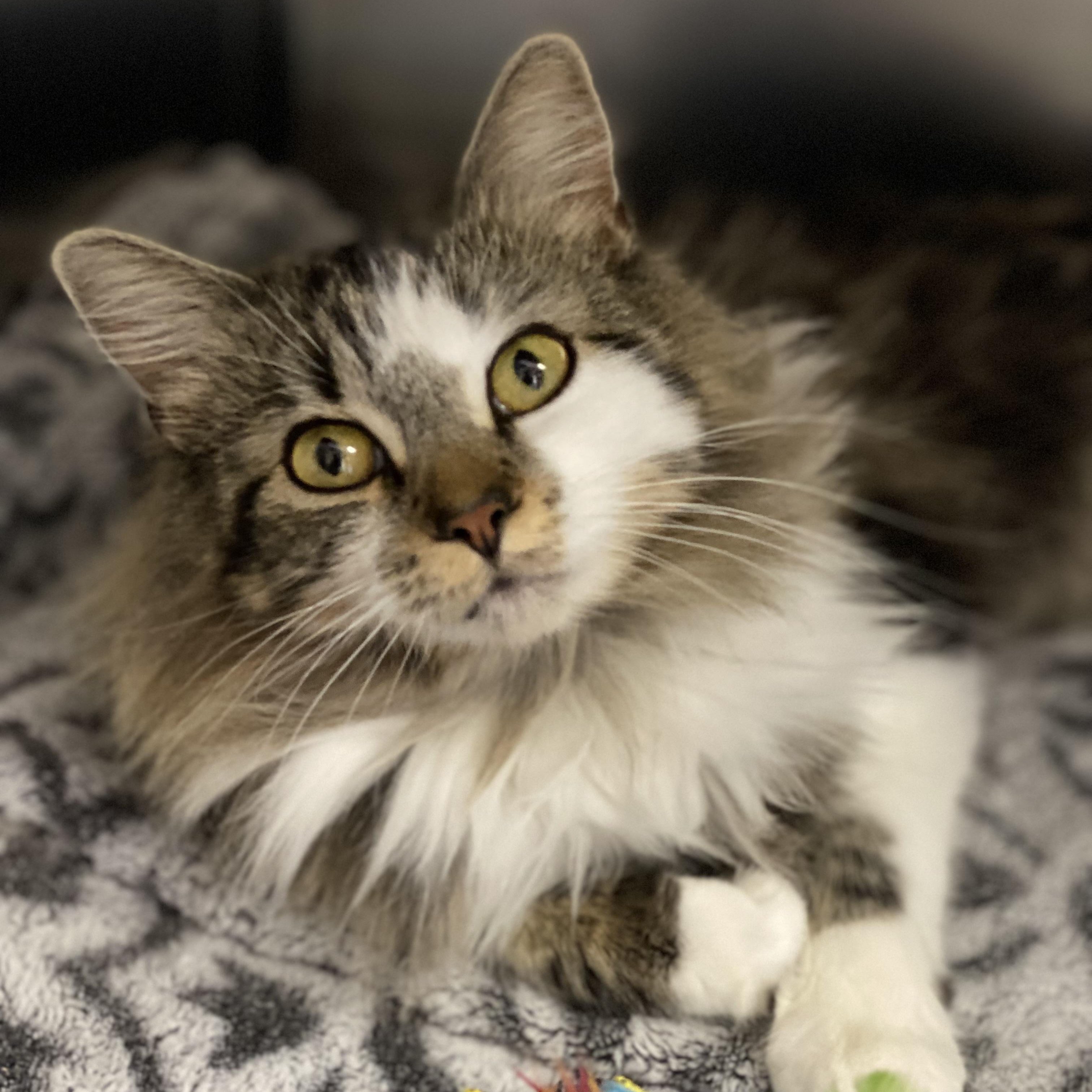 Enlarge Mrs. Claws, an adoptable Domestic Long Hair in Collierville, TN image 4/4