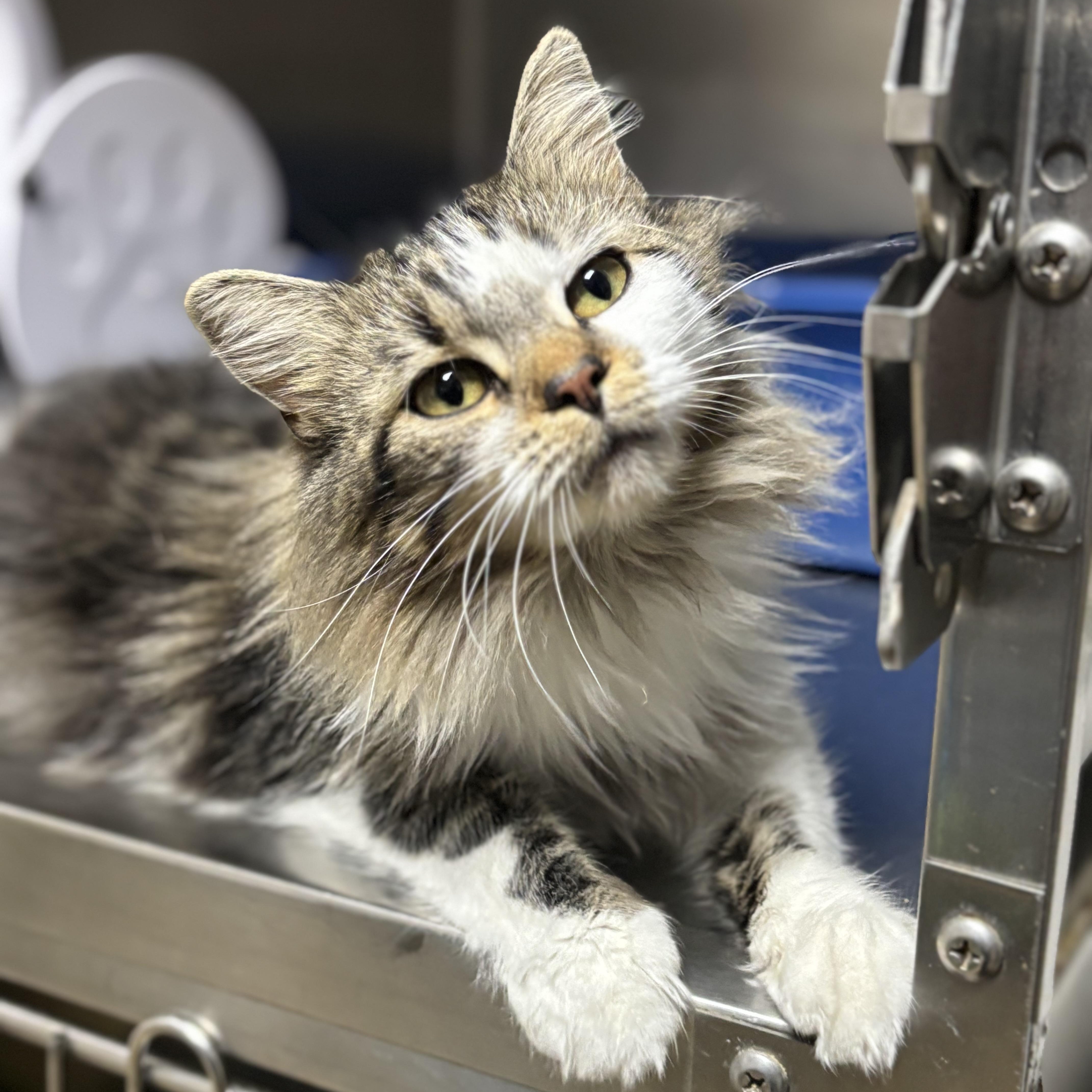 Enlarge Mrs. Claws, an adoptable Domestic Long Hair in Collierville, TN image 2/4