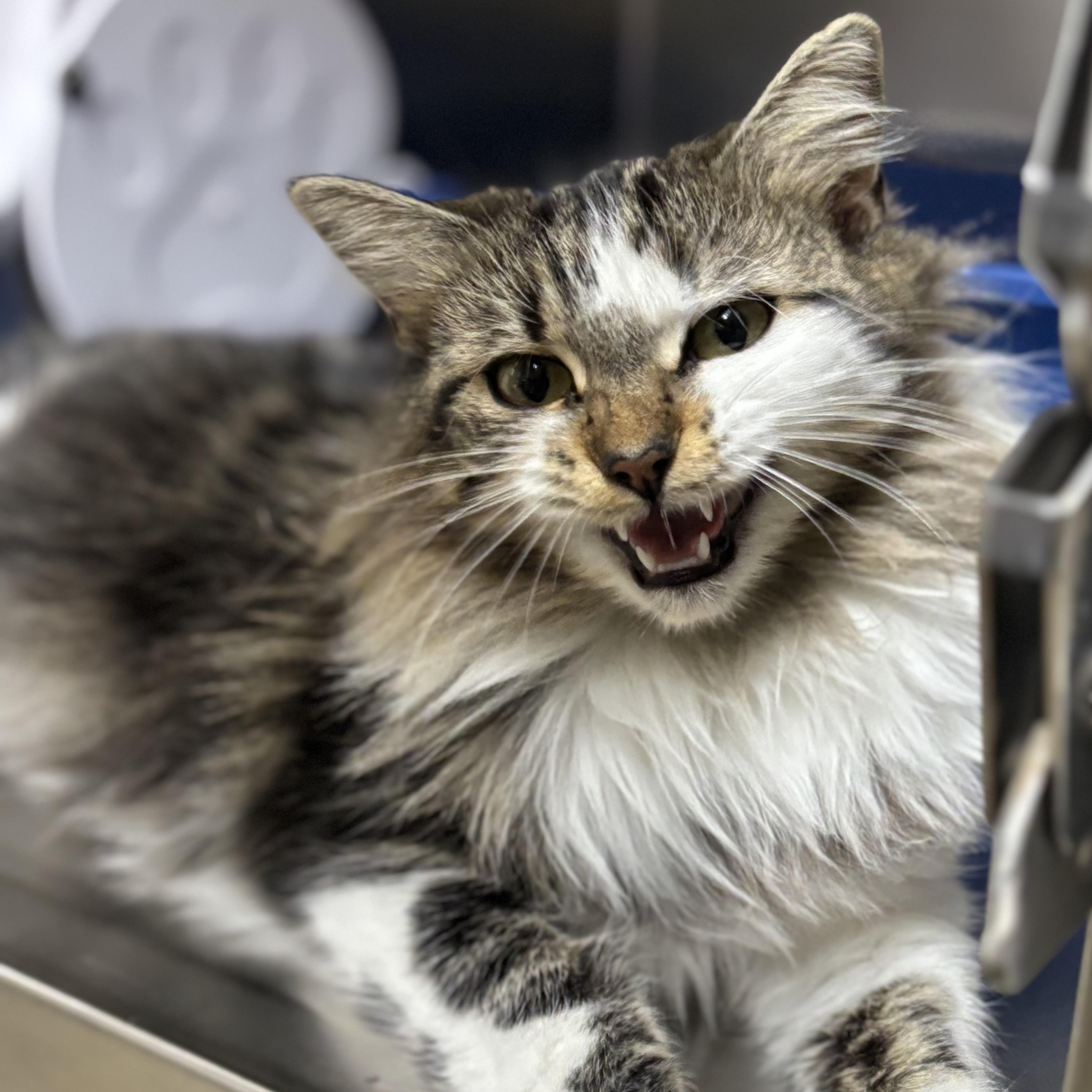 Enlarge Mrs. Claws, an adoptable Domestic Long Hair in Collierville, TN image 3/4