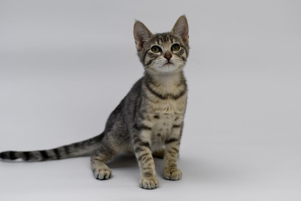 Enlarge Iredessa, a Adopted mixed breed in Sedalia, CO image 1/1