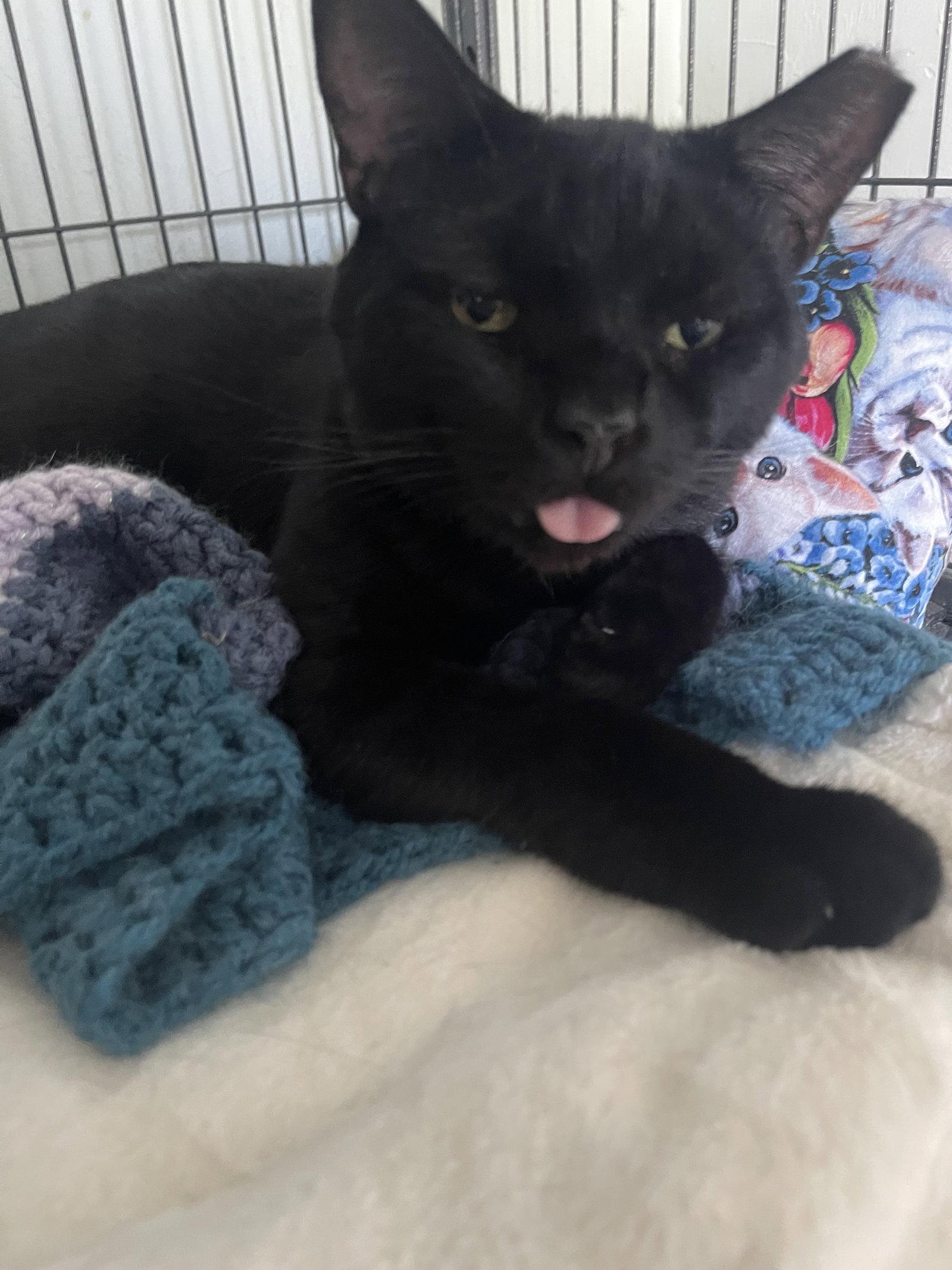 Milano, Adoptable, Adult Male Domestic Short Hair & Bombay.