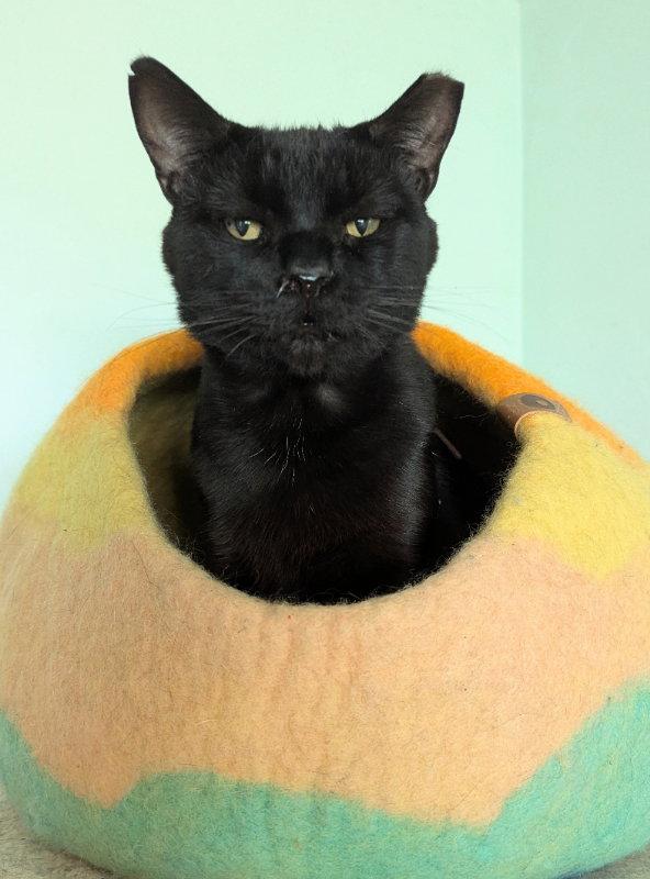 Enlarge Milano, a Adoptable mixed breed in Ocala, FL image 3/3