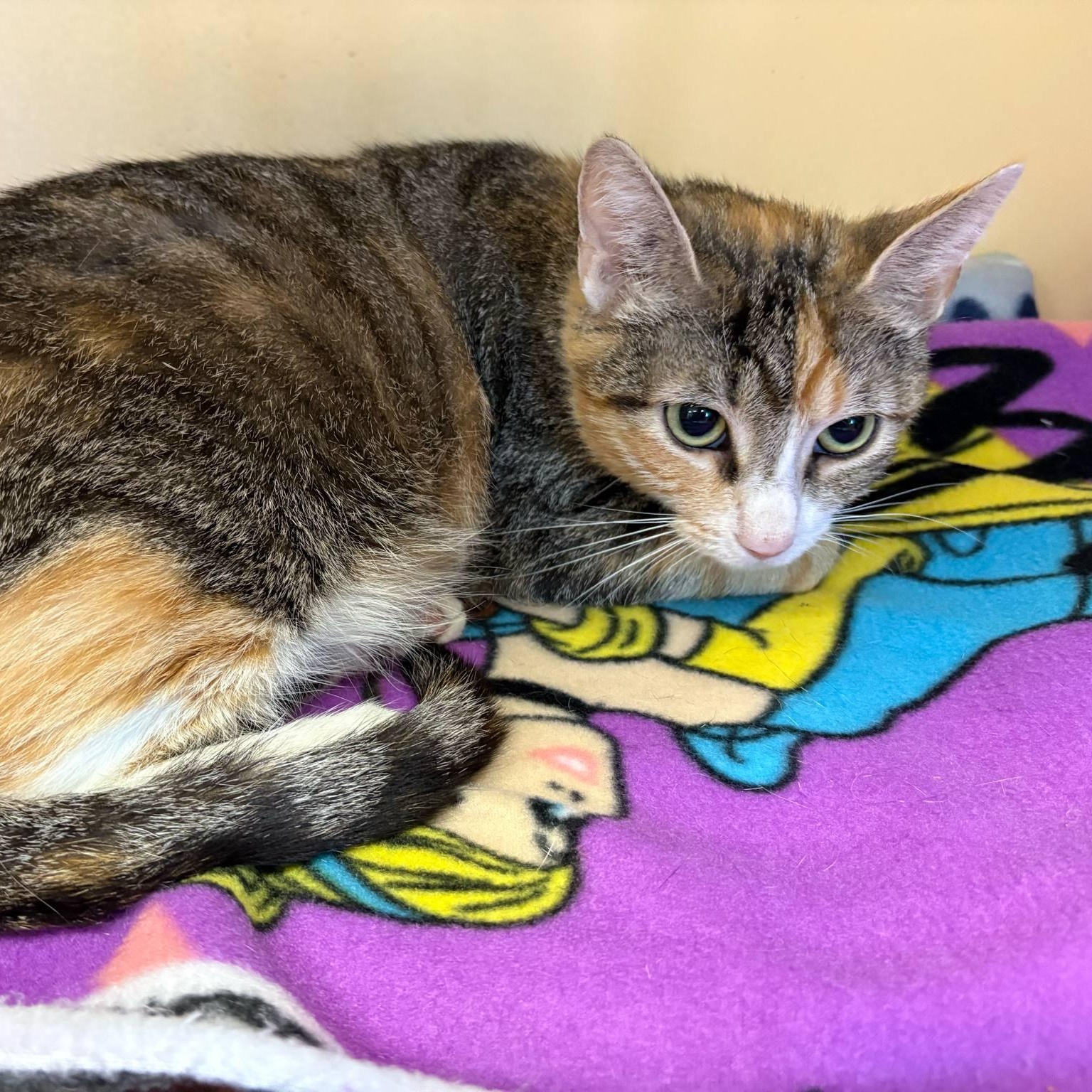 Cat for adoption Sammie, a Domestic Short Hair in Elyria, OH Petfinder