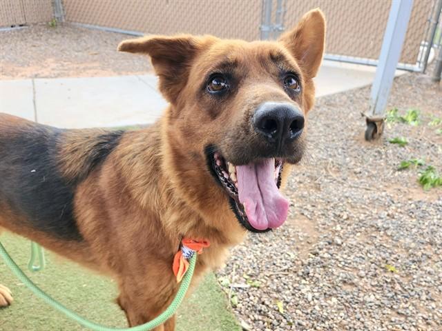 ESTELLA, Adoptable, Adult Female German Shepherd Dog.
