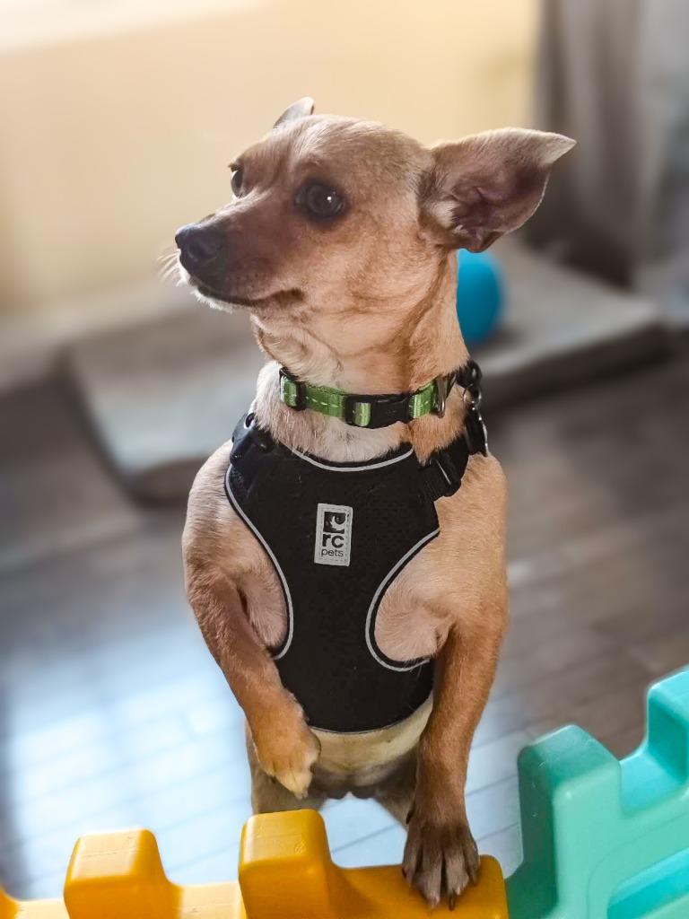 Brisa, Adoptable, Young Female Chihuahua & Jack Russell Terrier.
