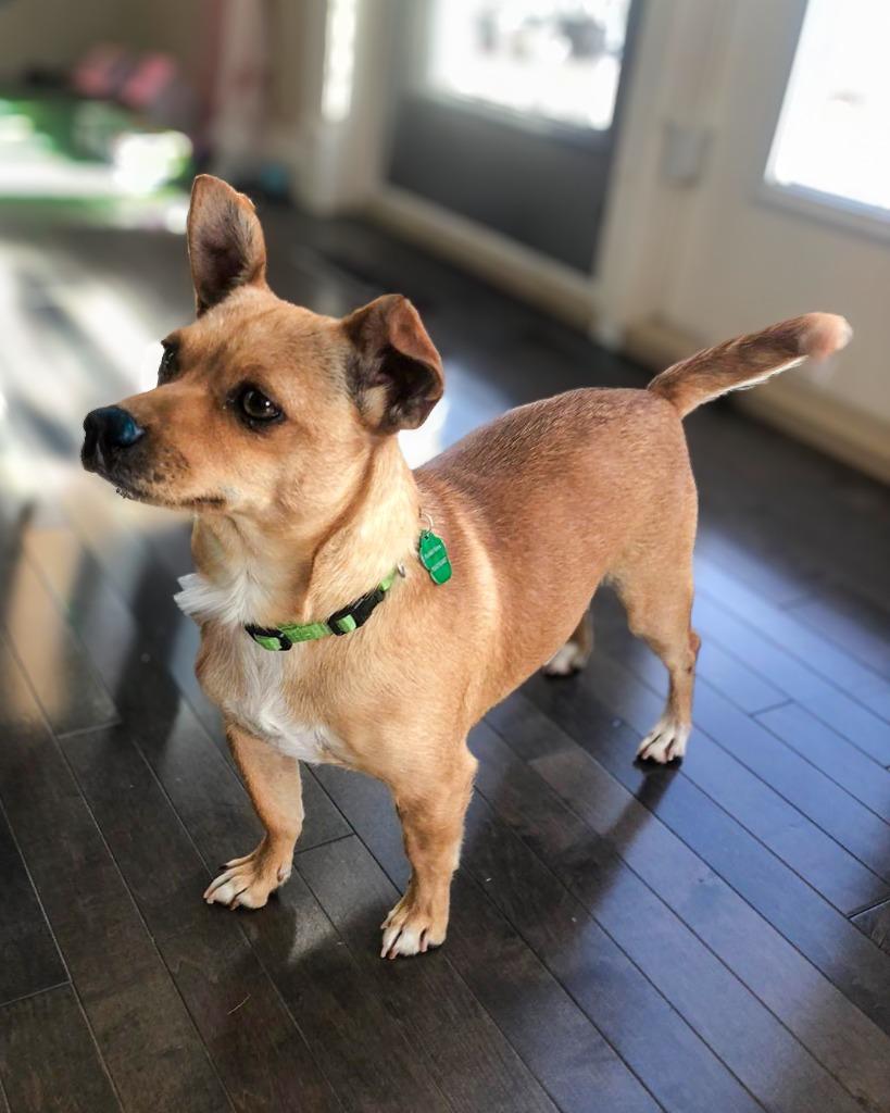 Brisa, a Adoptable mixed breed in Calgary, AB image 2/6