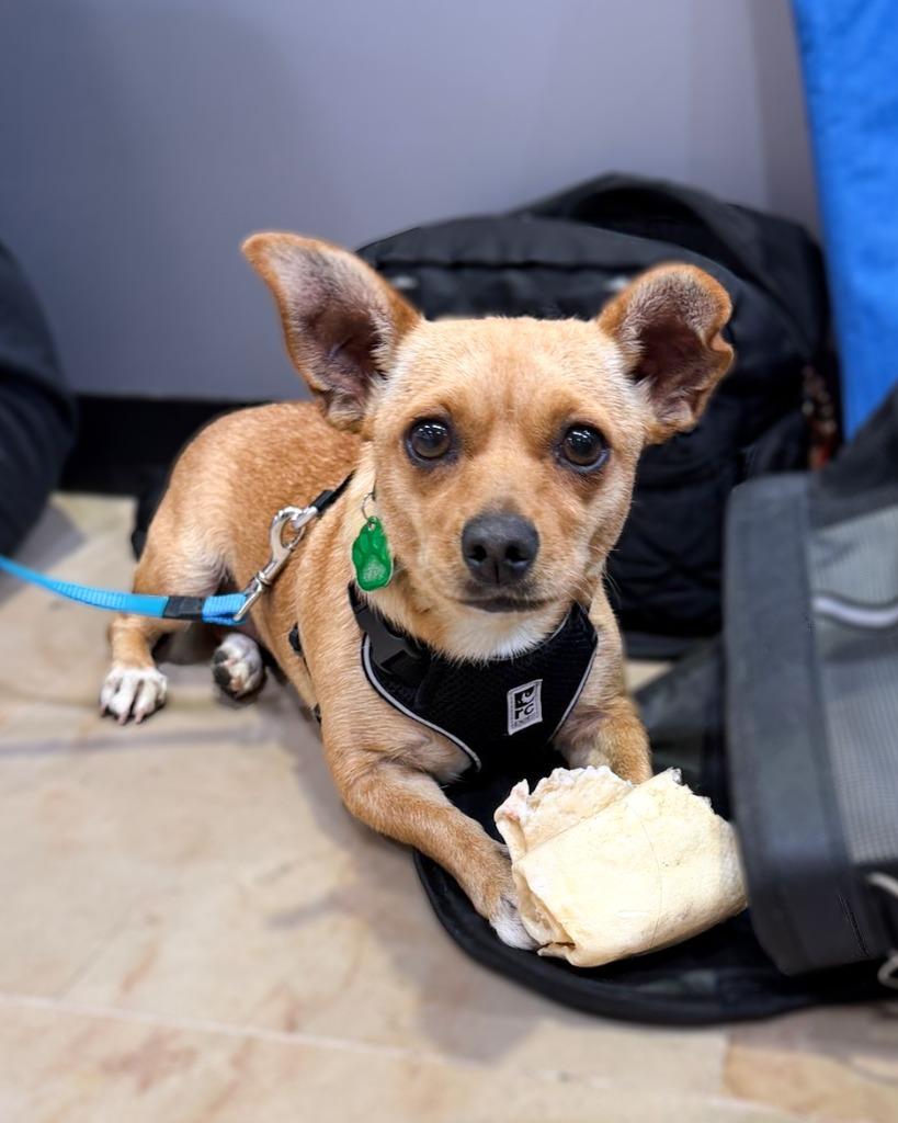 Brisa, a Adoptable mixed breed in Calgary, AB image 3/6