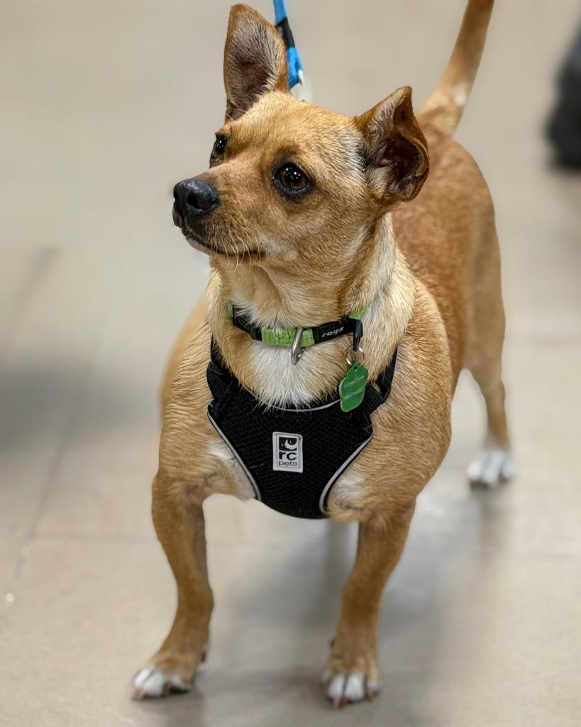 Brisa, a Adoptable mixed breed in Calgary, AB image 4/6