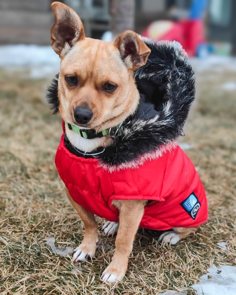 Brisa, a Adoptable mixed breed in Calgary, AB image 5/6