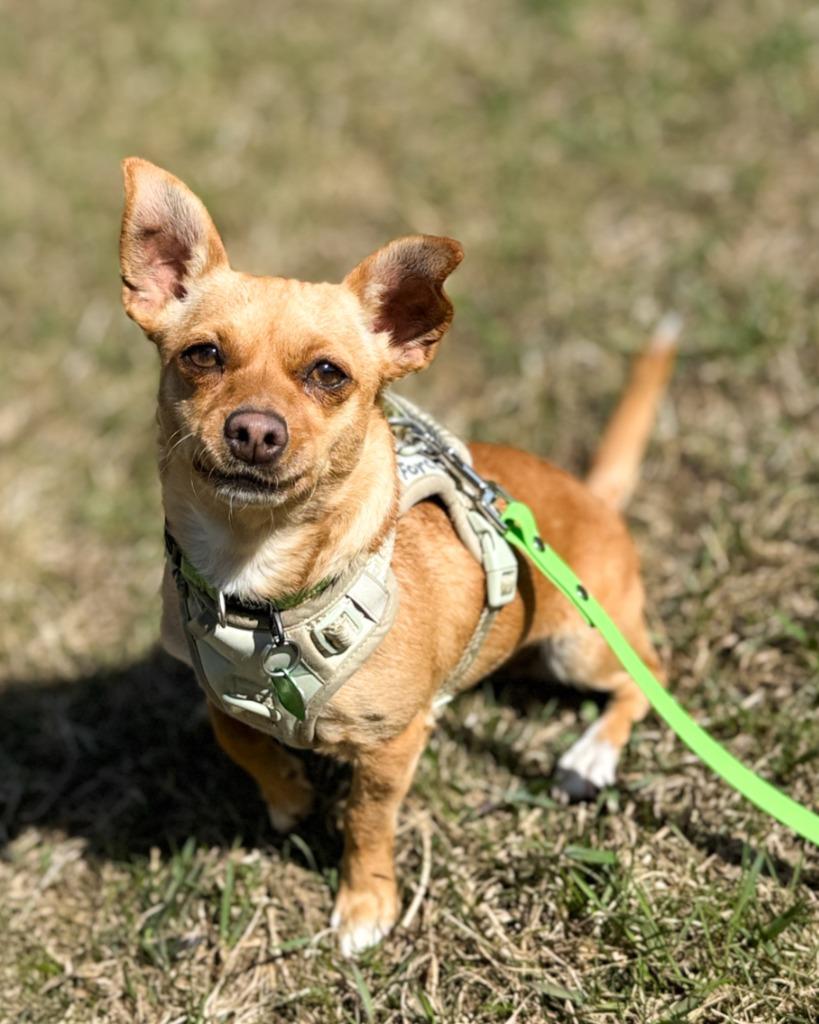 Brisa, a Adoptable mixed breed in Calgary, AB image 6/6