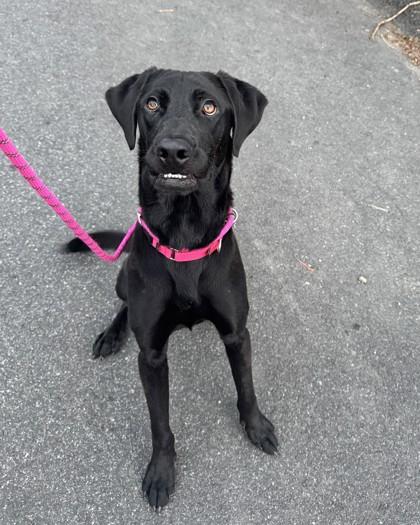 Chuck, Adoptable, Adult Male Labrador Retriever & Mixed Breed.