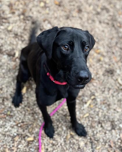 Enlarge Chuck, a Adoptable mixed breed in Washington, DC image 2/3
