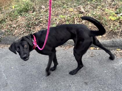 Enlarge Chuck, a Adoptable mixed breed in Washington, DC image 3/3