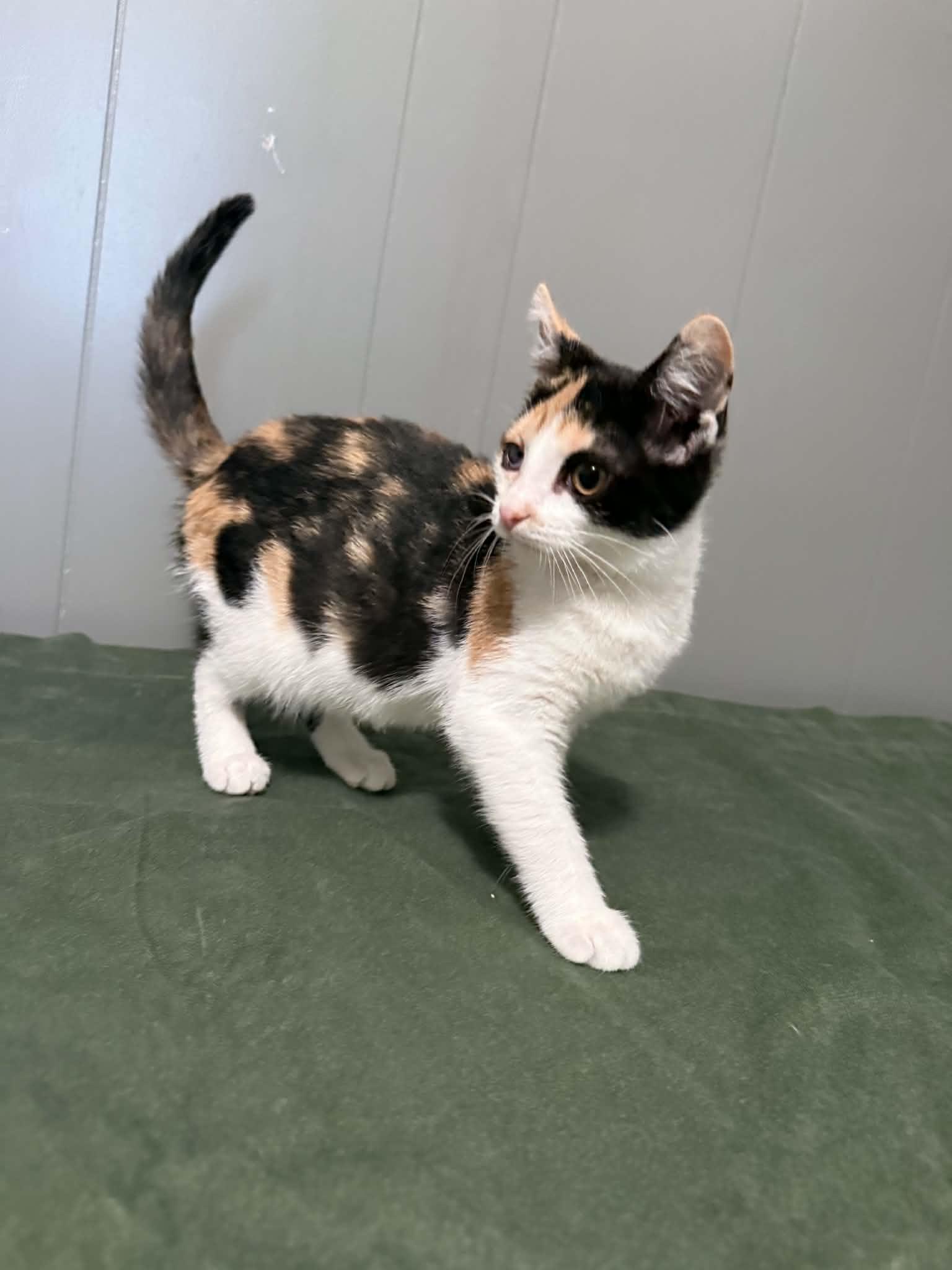 Nala, ADOPTABLE, Kitten Female Domestic Short Hair.