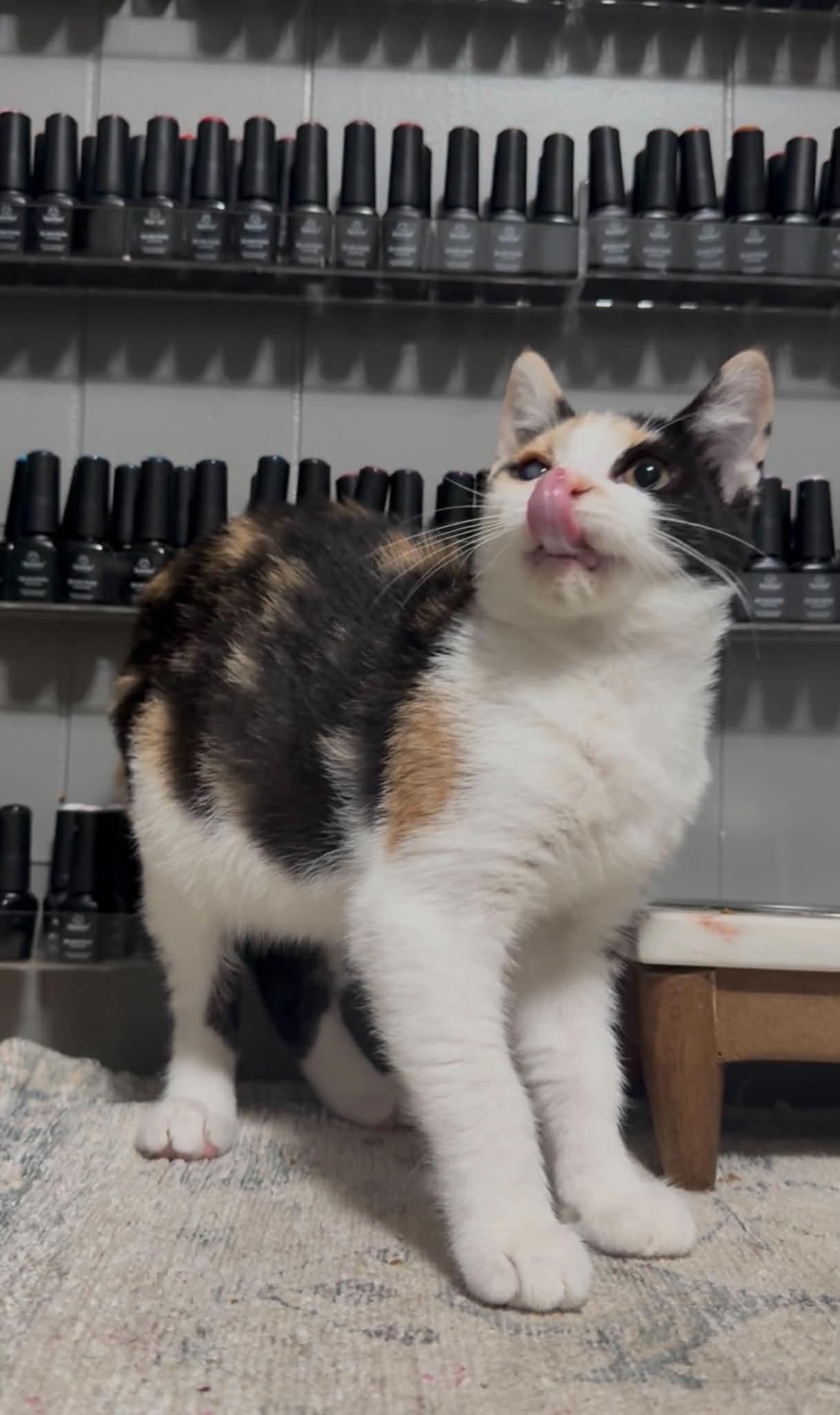 Nala, a ADOPTABLE Domestic Short Hair in brant, MI image 3/3
