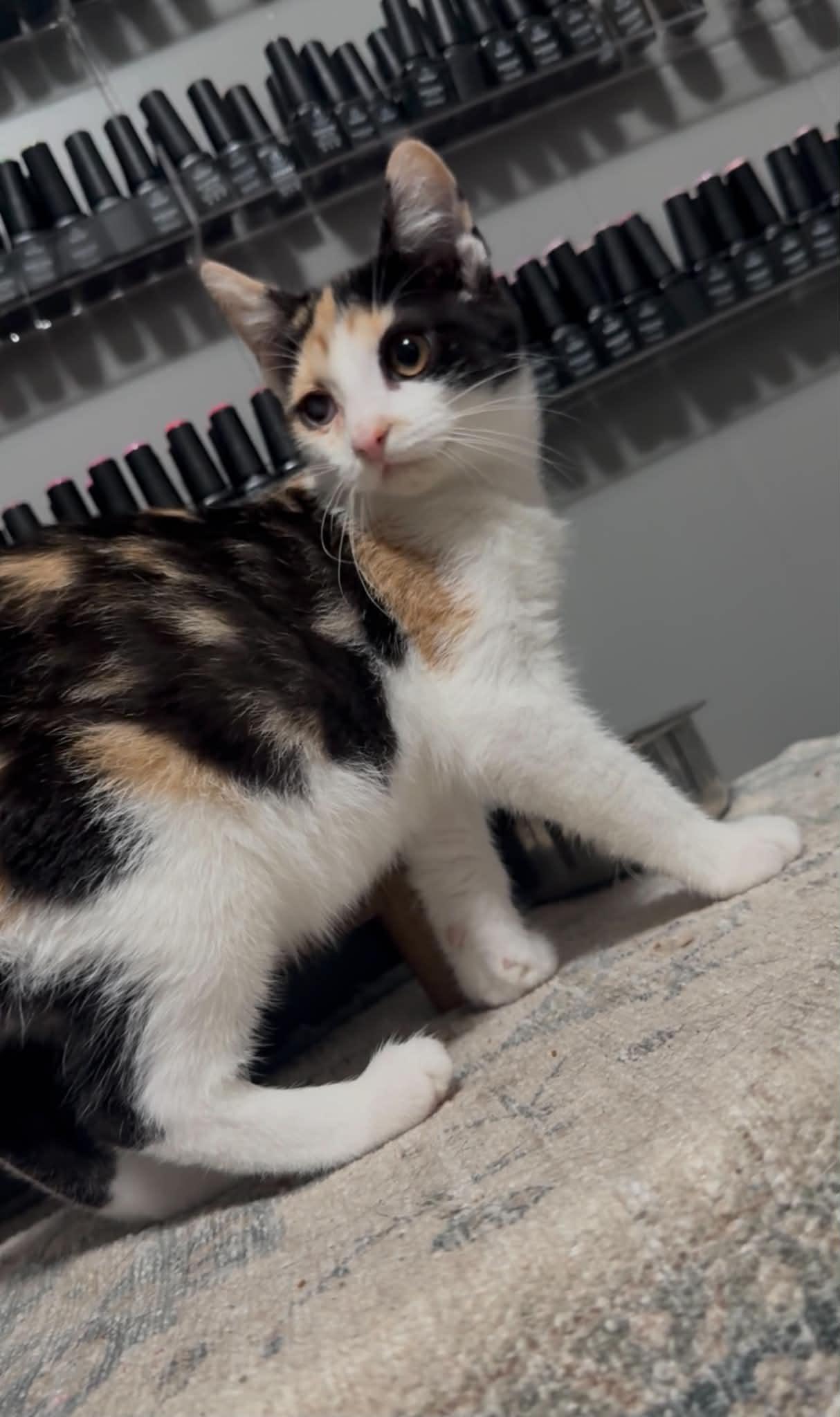 Nala, a ADOPTABLE Domestic Short Hair in brant, MI image 2/3