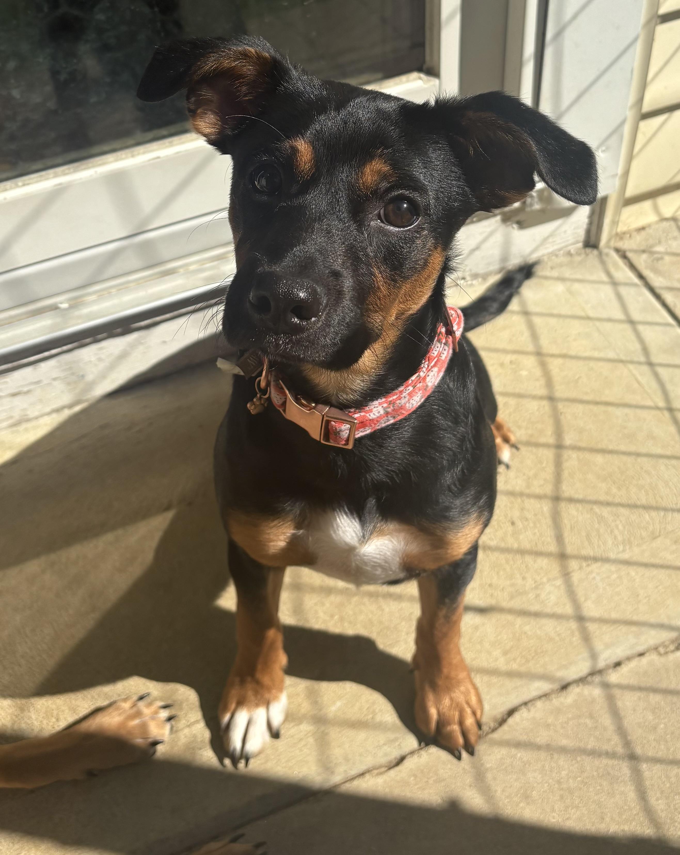 Lexi & Rex, a Adoptable mixed breed in Succasunna, NJ image 3/6