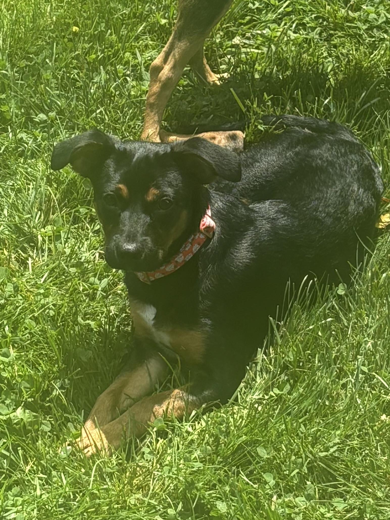Lexi & Rex, a Adoptable mixed breed in Succasunna, NJ image 5/6
