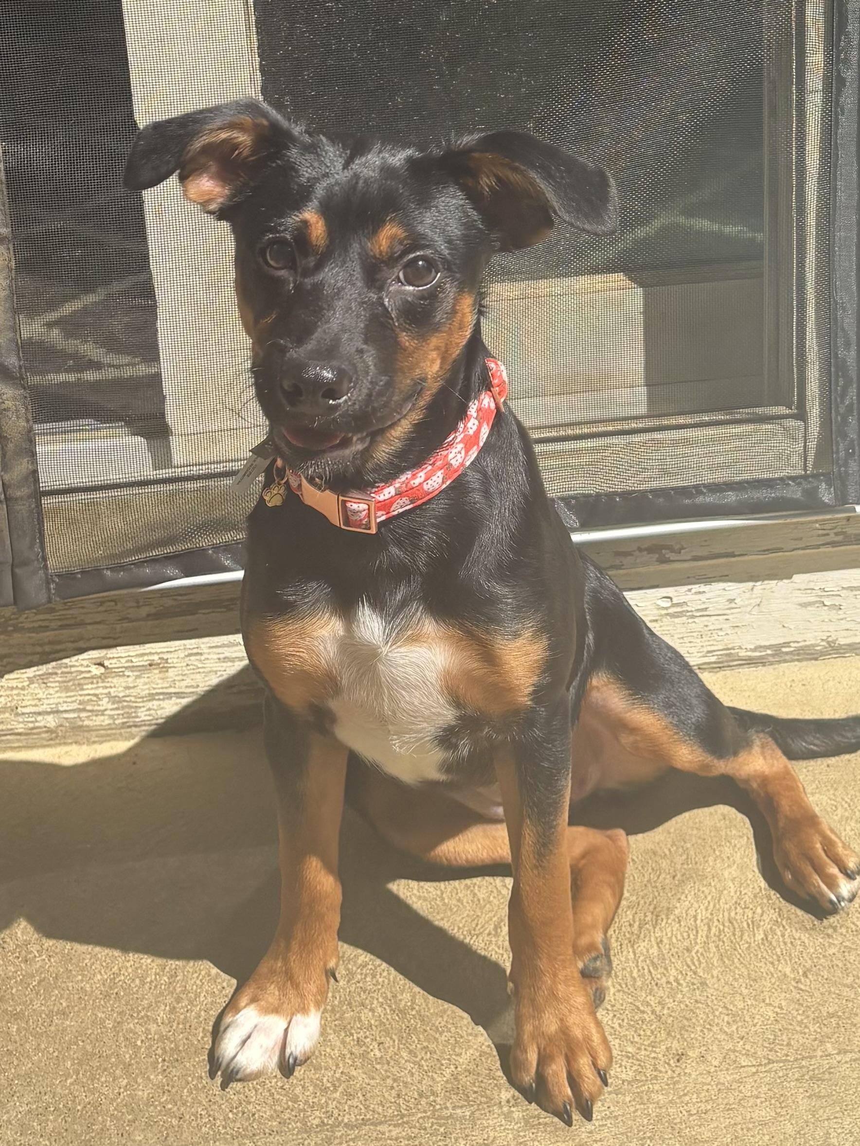 Lexi & Rex, a Adoptable mixed breed in Succasunna, NJ image 2/6