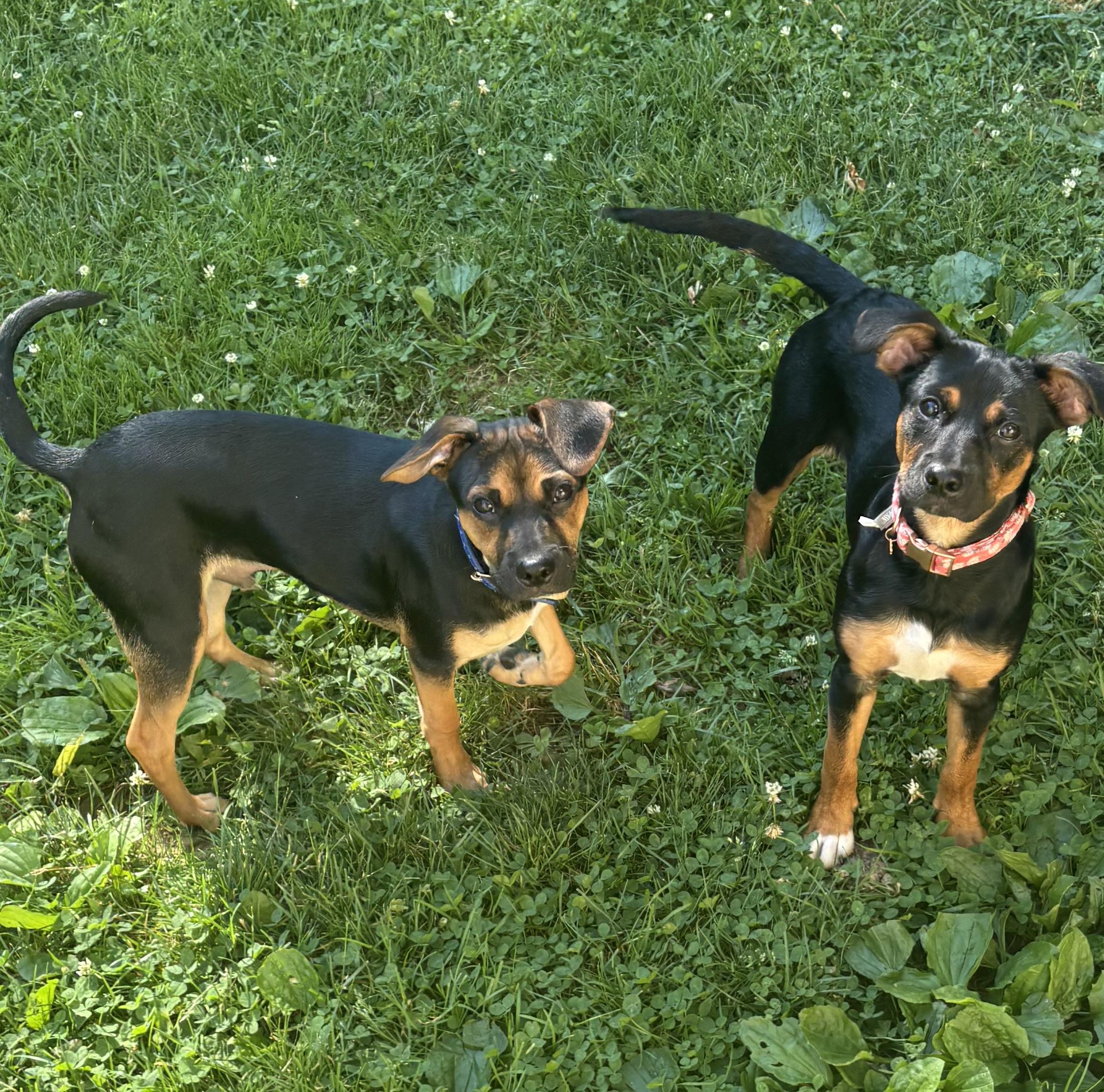 Lexi & Rex, a Adoptable mixed breed in Succasunna, NJ image 1/6