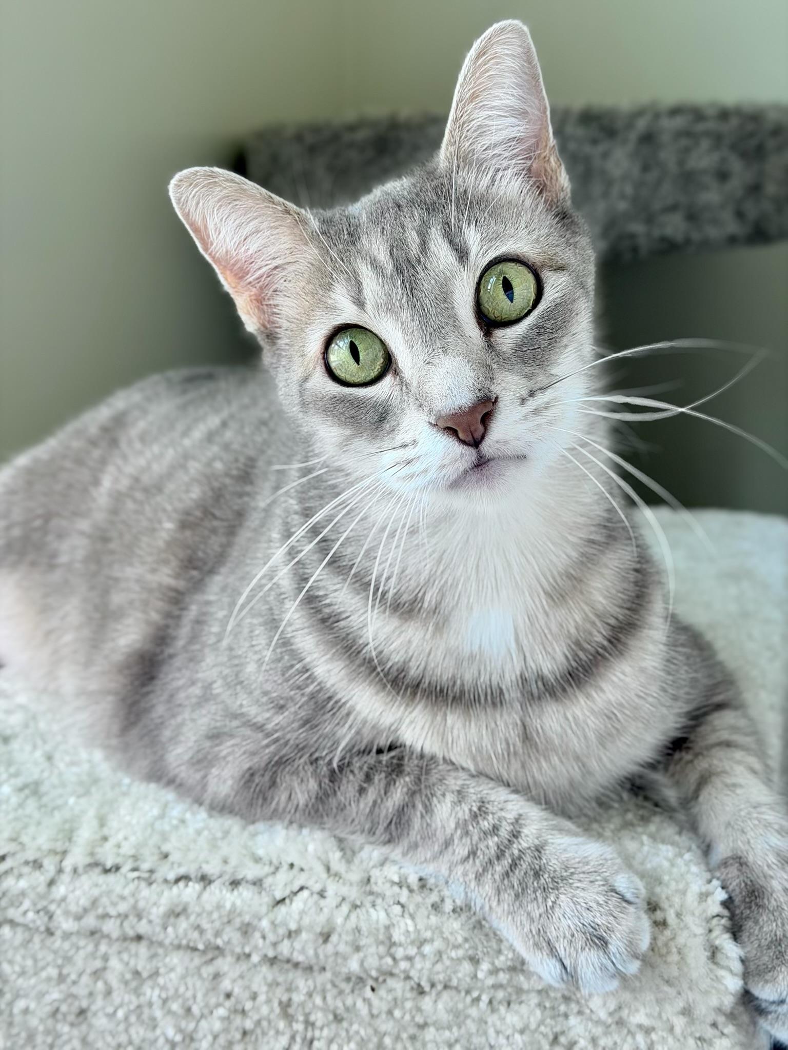 Luigi, ADOPTABLE, Senior Male Domestic Short Hair.