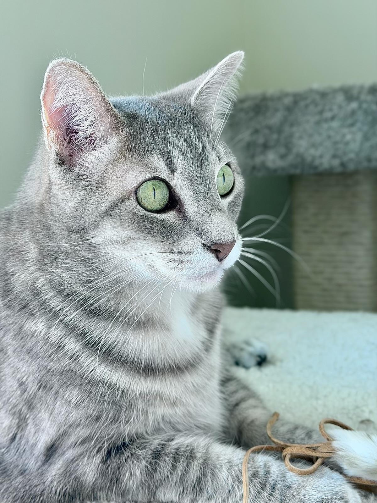 Enlarge Luigi, an adopted Domestic Short Hair in Palm Coast, FL image 3/6