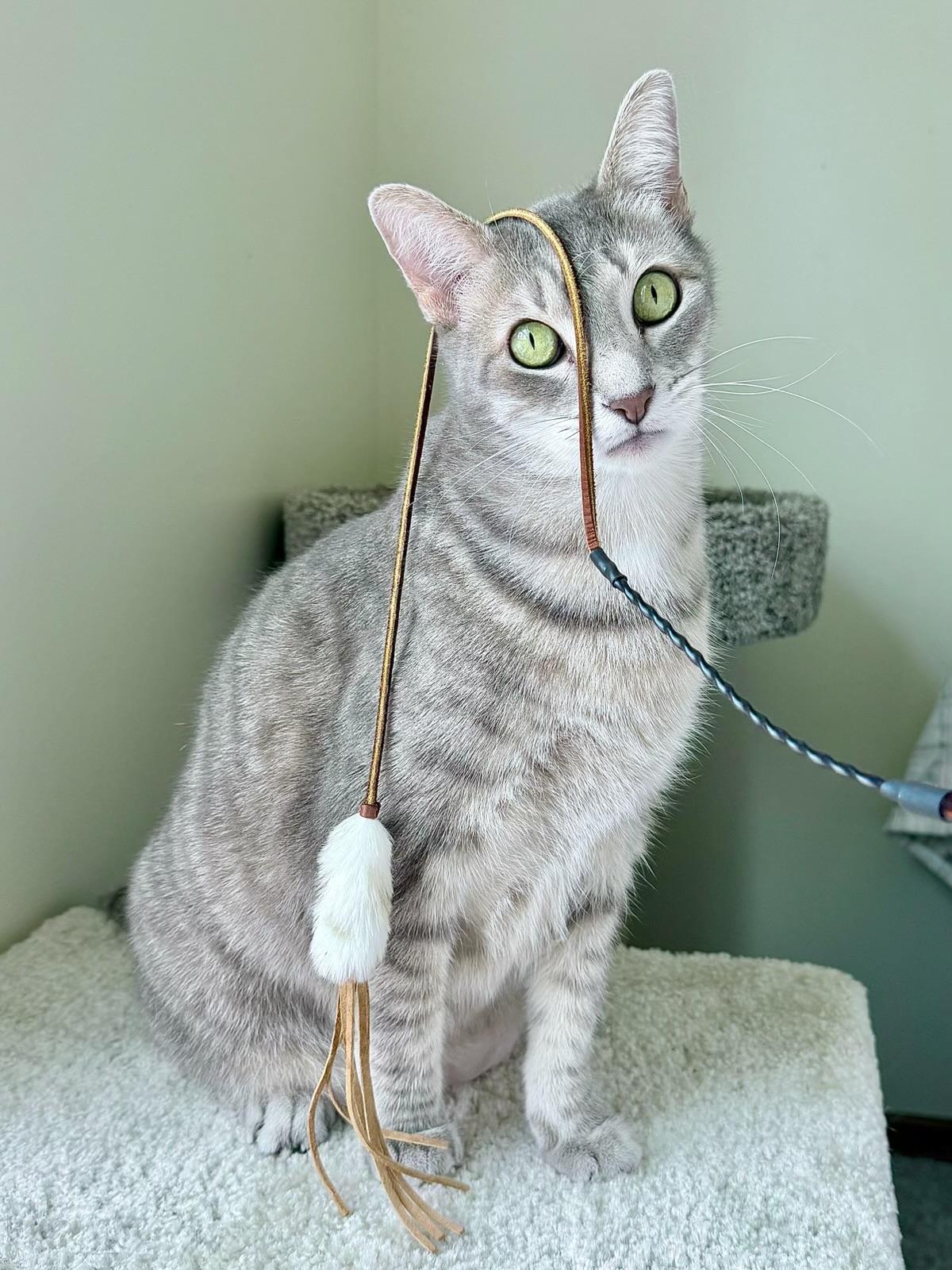 Enlarge Luigi, an adopted Domestic Short Hair in Palm Coast, FL image 2/6