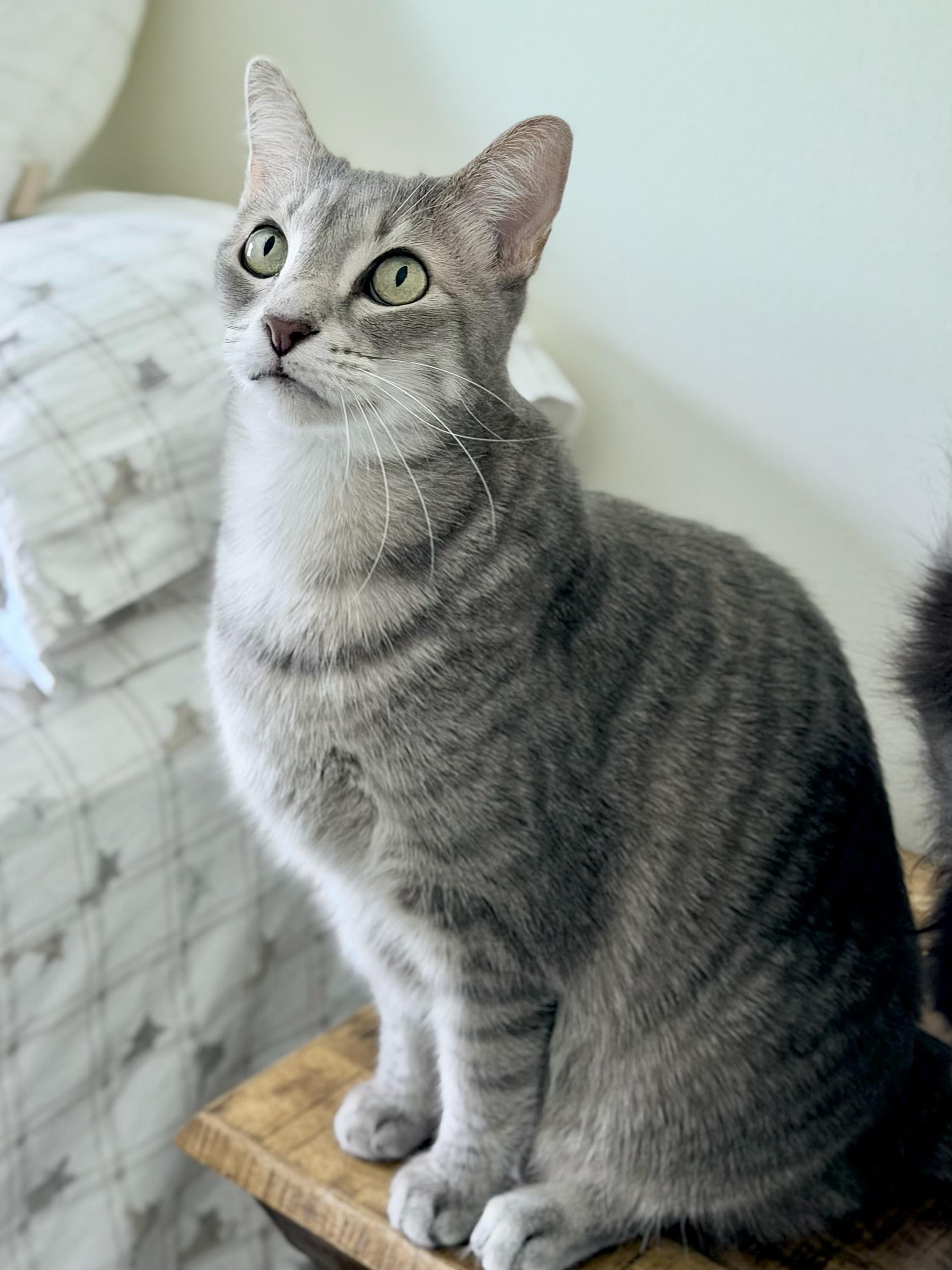 Enlarge Luigi, an adopted Domestic Short Hair in Palm Coast, FL image 4/6